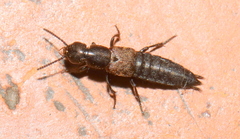 Staphylinina