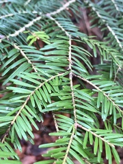 Abies alba