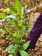 Solidago curtisii