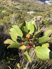 Protea cynaroides