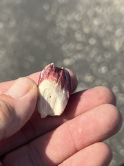 Megabalanus tintinnabulum