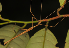 Sipyloidea larryi