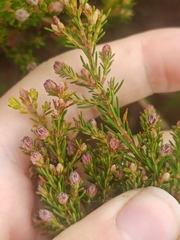 Erica australis