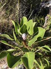 Protea cynaroides