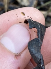 Cryptomarasmius corbariensis