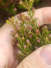 Erica australis