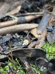 Cryptomarasmius corbariensis