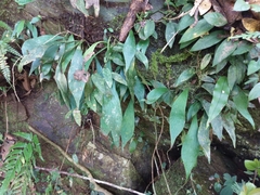 Antrophyum formosanum