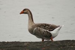 Anser anser domesticus × anser cygnoides domesticus
