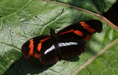 Podotricha telesiphe