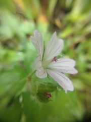 Geranium