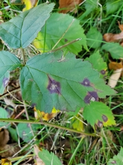 Phragmidium violaceum