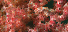 Hippocampus bargibanti