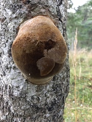 Fomitiporia hartigii