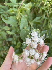 Ageratina havanensis