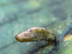 Aceria parulmi