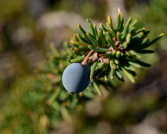 Berberis empetrifolia