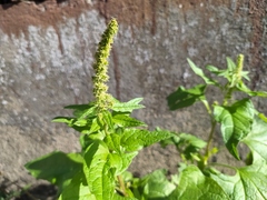 Blitum bonus-henricus