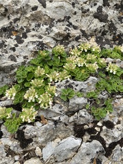 Teucrium pyrenaicum
