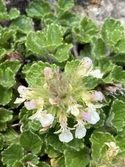 Teucrium pyrenaicum