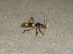 Rasahus hamatus