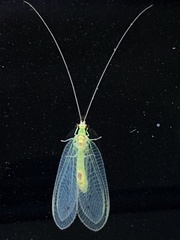 Leucochrysa insularis