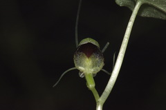 Corybas vitreus