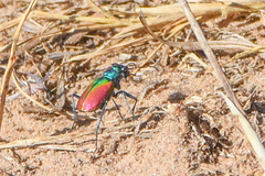 Cicindela scutellaris