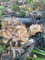 Desarmillaria tabescens