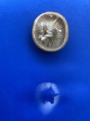 Desarmillaria tabescens