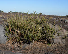 Berberis empetrifolia
