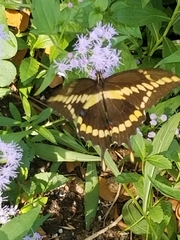 Heraclides cresphontes