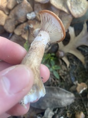 Desarmillaria tabescens