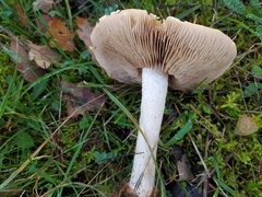 Hebeloma