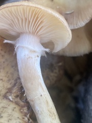 Desarmillaria tabescens