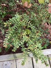 Hypericum hypericoides