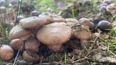 Desarmillaria tabescens