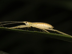 Segestidea queenslandica