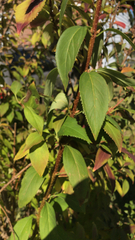 Forsythia × intermedia