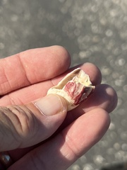 Megabalanus tintinnabulum