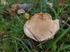 Hebeloma
