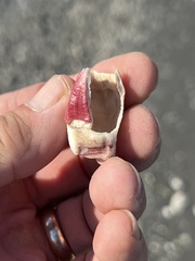 Megabalanus tintinnabulum