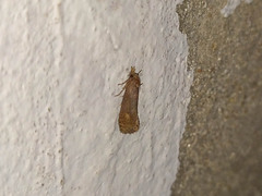 Acrolophinae