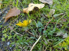 Taraxacum