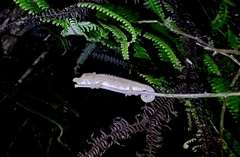 Calumma nasutum