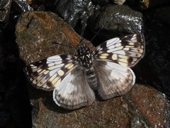 Potamanaxas laoma cosna