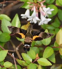 Macroglossum pyrrhosticta