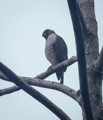 Harpagus bidentatus