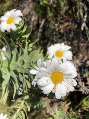 Osmitopsis asteriscoides