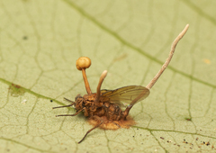 Ophiocordyceps dipterigena